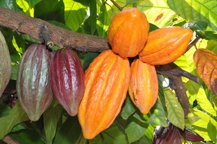 cacau (1)