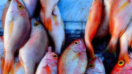 Peixe garantirá o alimento da Semana Santa de famílias em vulnerabilidade social - Secom Mauricio Maron