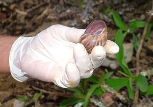 CCZ inicia iscagem de ratos e caramujos. Foto Divulgação.